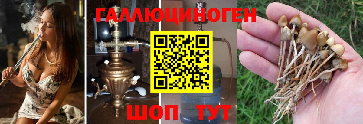 Губкин  Псилоцибиновые грибы мицелий  Вход с VPN  Псилоцибиновые грибы Magic Shrooms 